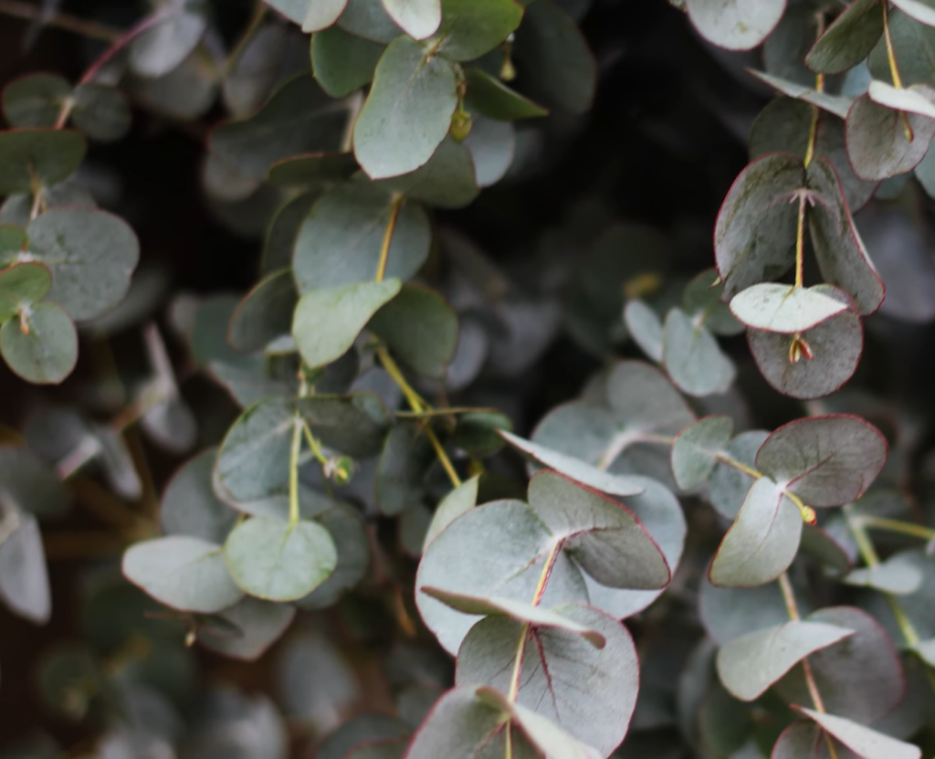 Eukalyptus