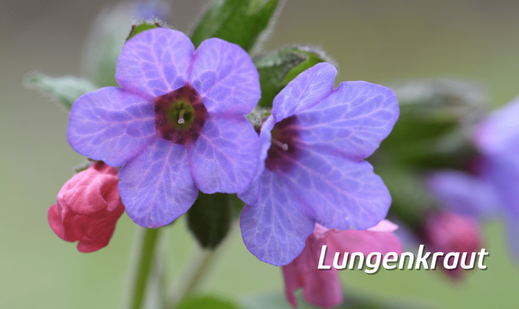 Lungenkraut in der Natur