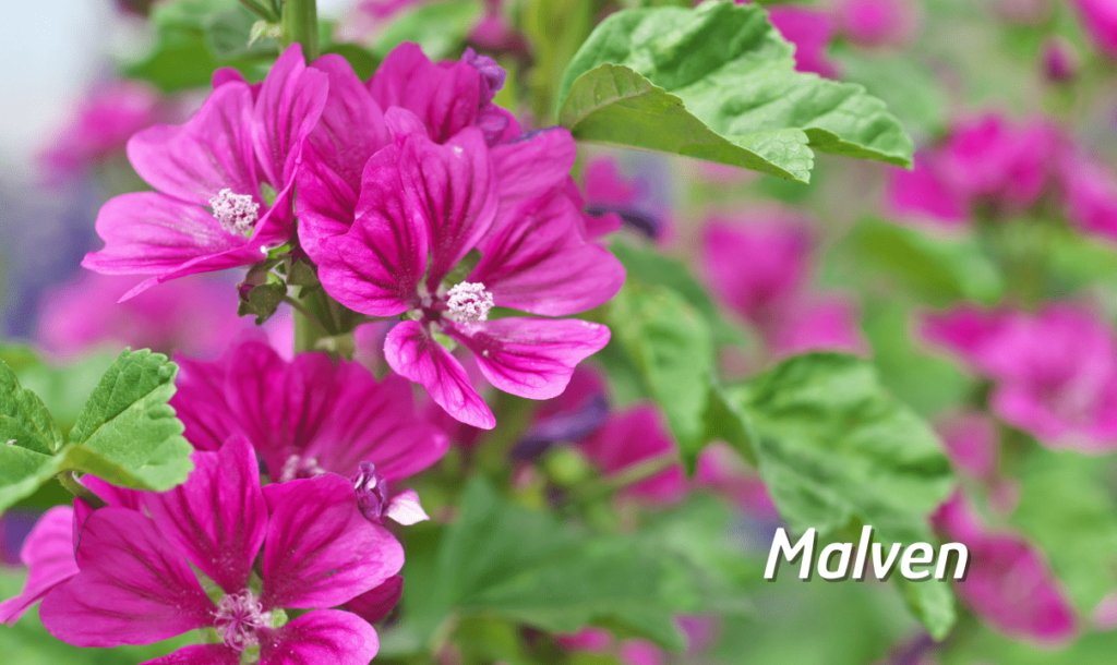 Malventee in der Natur