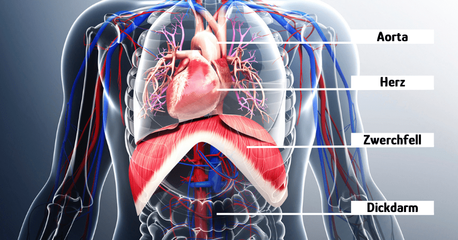 Zwerchfell Anatomie